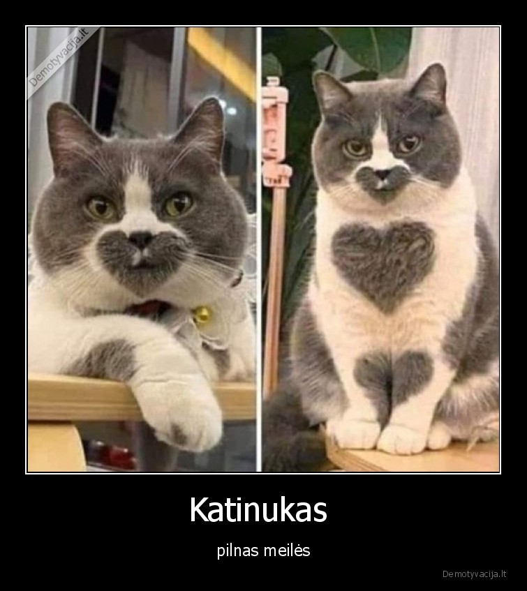 Katinukas  - pilnas meilės. 