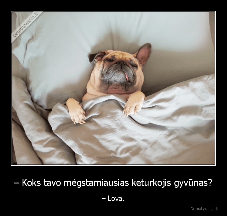 – Koks tavo mėgstamiausias keturkojis gyvūnas? - – Lova.. 